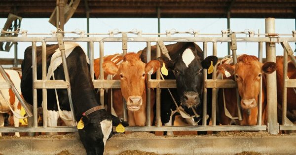 dairy farm cows