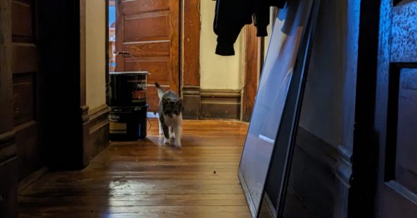 cat in hallway