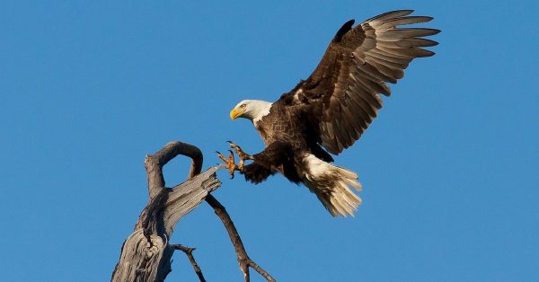 eagle landing on limb