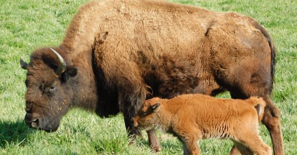 bison and bison calf