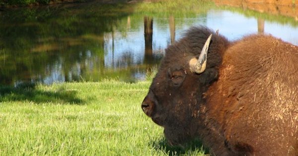 Bison resting in the Elk and Bison Prairie at Land Between the Lakes. (LBL photo)