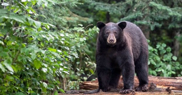The American black bear in Kentucky is found mainly in the eastern portion of the state but some sightings have been reported in the central and western counties. (Canva photo)