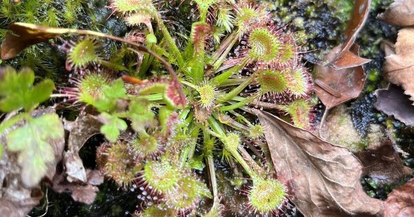 The Round-leaved Sundew, or Drosera rotundifolia, is a small, insect-eating plant with leaf blades covered in reddish, glandular hairs tipped with a sticky, glutinous secretion capable of trapping and digesting its prey. The first population of the plant was recently identified in Kentucky. (Photo from Office of Kentucky Nature Preserves)