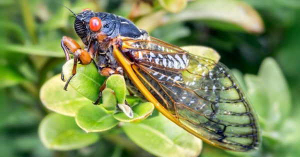Periodic cicadas have red eyes worthy of a science fiction movie. (Canva photo)