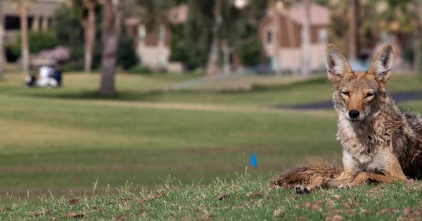 coyote laying in grass