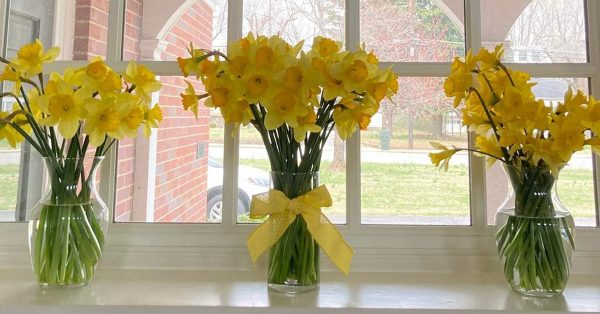 Bouquets of daffodils line window sills in the First Christian Church sanctuary for Saundra Killijian’s funeral. (Photo by Martha White)
