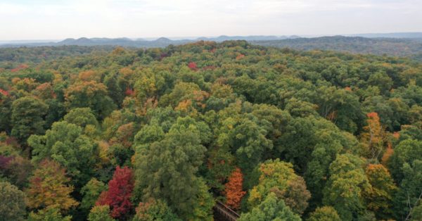 Bernheim Forest