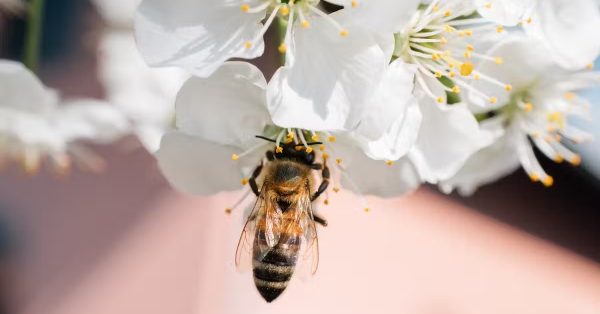A bee enjoys pollen from a cherry blossom. Pollen is a primary source of protein for bees. Ivan Radic/Flickr, CC BY