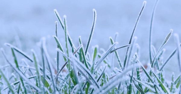 frost grass feature