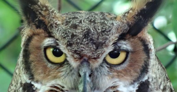great-horned-owl-lbl