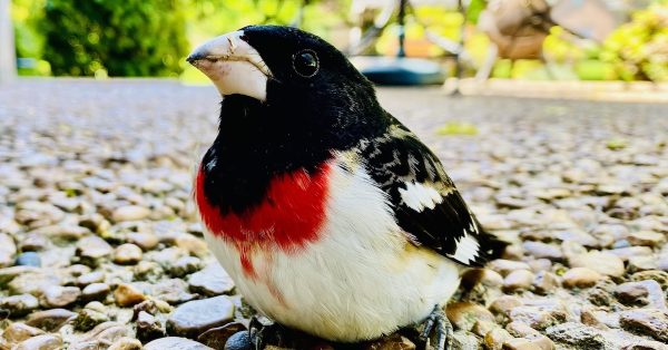 grosbeak