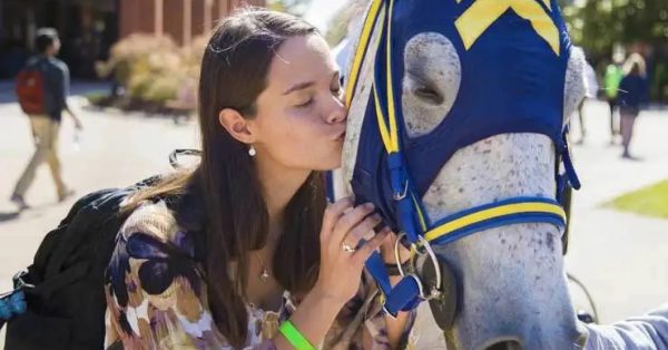 woman kissing horse