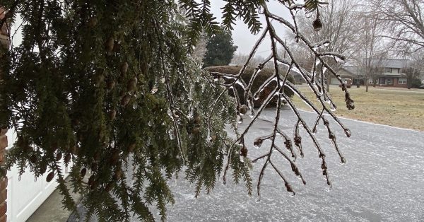 ice storm branches feature