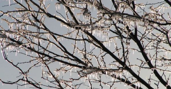 icicles on tree feature