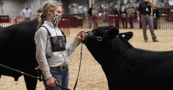 kentucky state fair cow feature