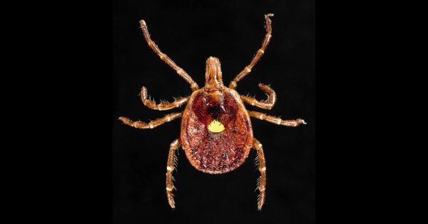 lone star tick feature