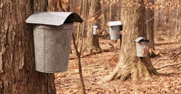 maple syrup trees feature