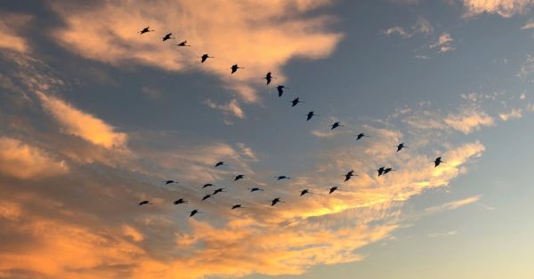 Migratory birds. (Canva photo)