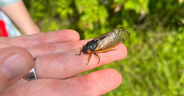 cicada on hand