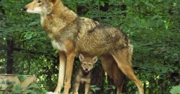 red-wolf-pup-with-mom