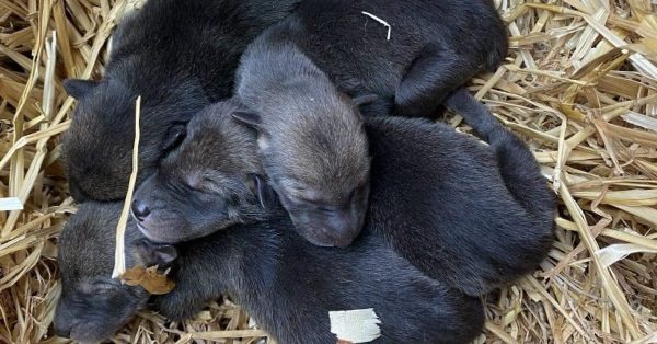 Newly born endangered red wolf pups snuggle in a pile of straw to keep warm not long after their birth in April 2022 at Land Between the Lakes National Recreation Area. (LBL photo)