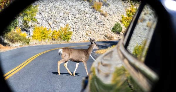 deer in car mirror