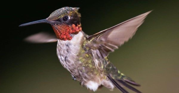 ruby throated hummingbird feature
