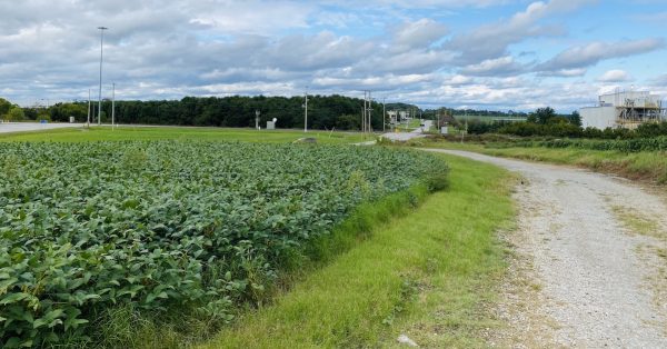 Land currently planted in soybeans on John Rivers Road adjacent to the CSX rail line a few miles outside Pembroke is being considered for a 500,000-square-foot meat processing plant. (Photo by Jennifer P. Brown)