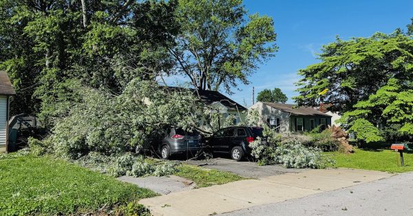A tree uprooted on Dell Drive in a storm late Friday, May 16, 2025, covers two cars in a driveway. (Hoptown Chronicle photo by Jennifer P. Brown)