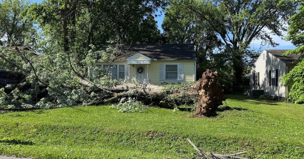 High winds late Friday, May 16, 2025, pulled this large tree from its roots on Dell Drive. (Hoptown Chronicle photo by Jennifer P. Brown)