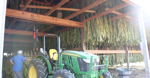 tobacco farm barn