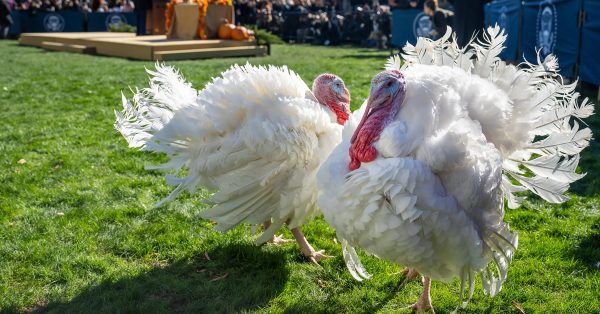 turkeys at white house