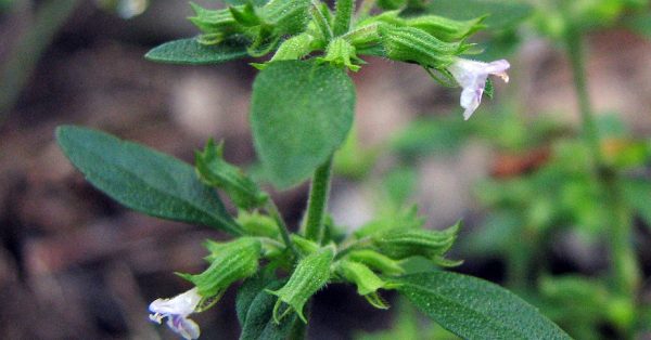 Pennyroyal plant