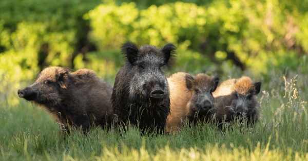 A herd of wild swine is called a sounder. (USDA photo)