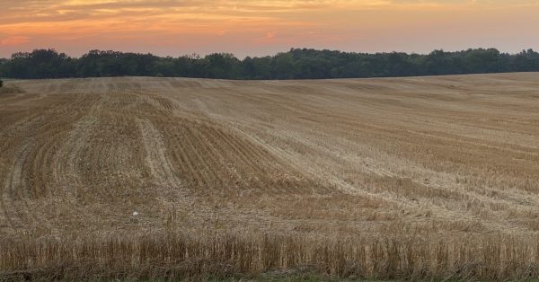 A harvested winter wheat field in July 2020 on Coxmill Road.