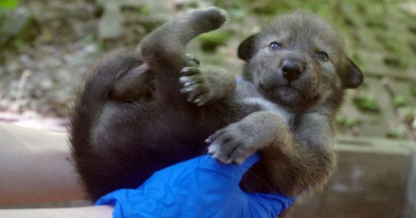 wolf pups at lbl